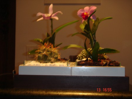 Orquídeas e Cactos 